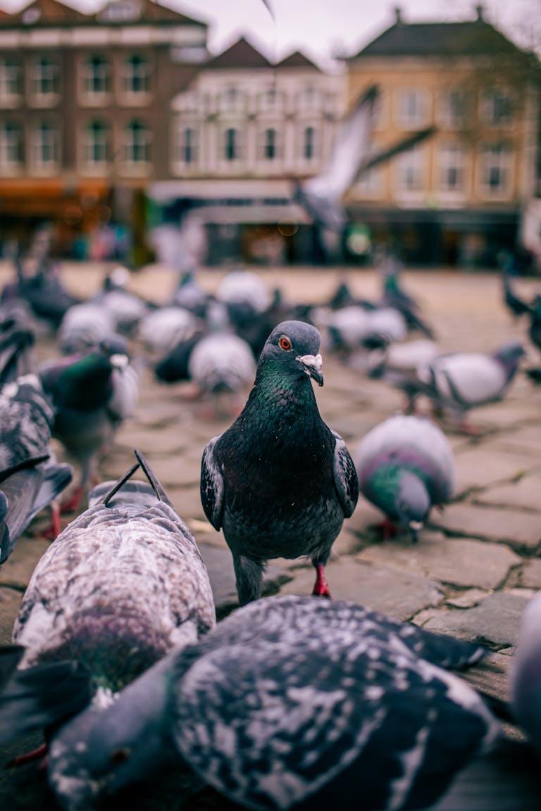 Group of pigeons on a cobbled street in Gouda, Netherlands during the day.